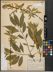 Foto von Salix alba L. x Salix fragilis L.